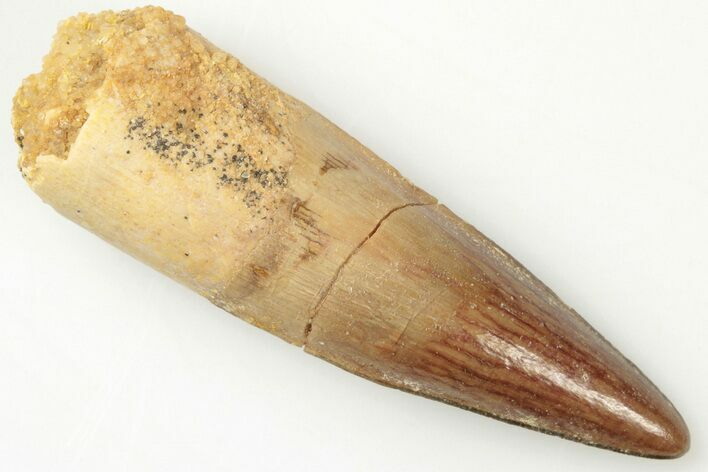 Spinosaurus Tooth - Real Dinosaur Tooth #200929